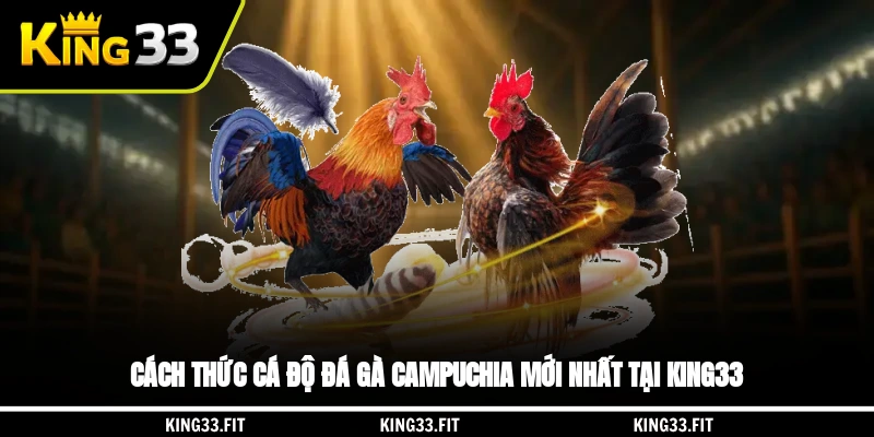 Cách thức cá độ đá gà Campuchia mới nhất tại King33