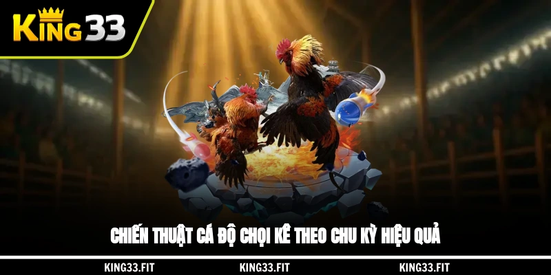 Chiến thuật cá độ chọi kê theo chu kỳ hiệu quả