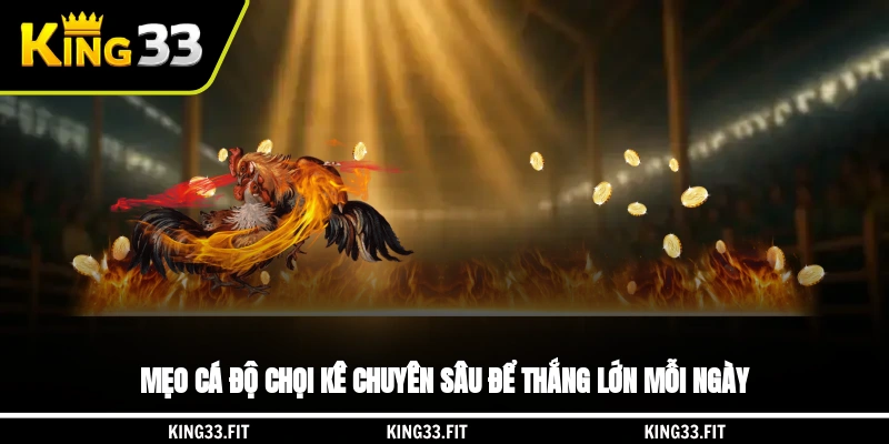 Mẹo cá độ chọi kê chuyên sâu để thắng lớn mỗi ngày
