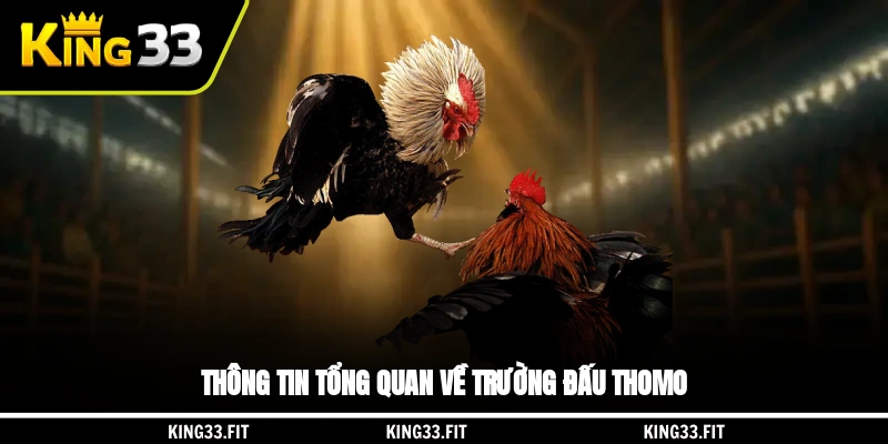 Thông tin tổng quan về trường đấu Thomo
