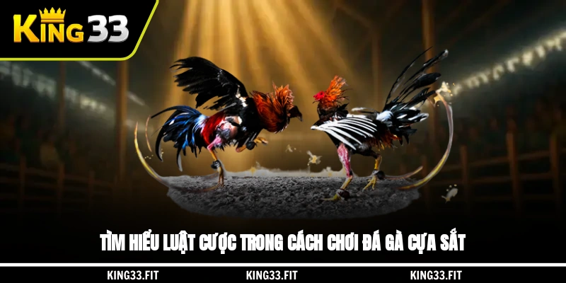 Tìm hiểu luật cược trong cách chơi đá gà cựa sắt